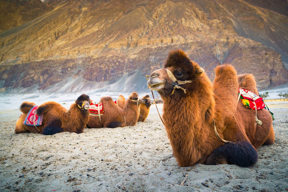 Ein Kamelritt in der kalten Hunder Wüste, Sumur, Nubra Tal