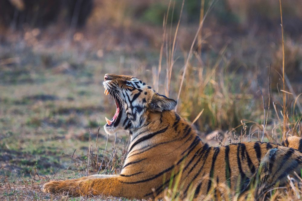 Auf Tiger Safari in Indien können Sie die Großkatzen in freier Wildbahn beobachten