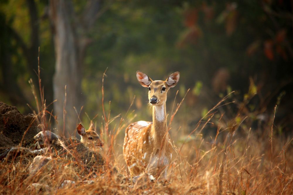 Hirsche im Nationalpark von Panna - Naturreise nach Indien