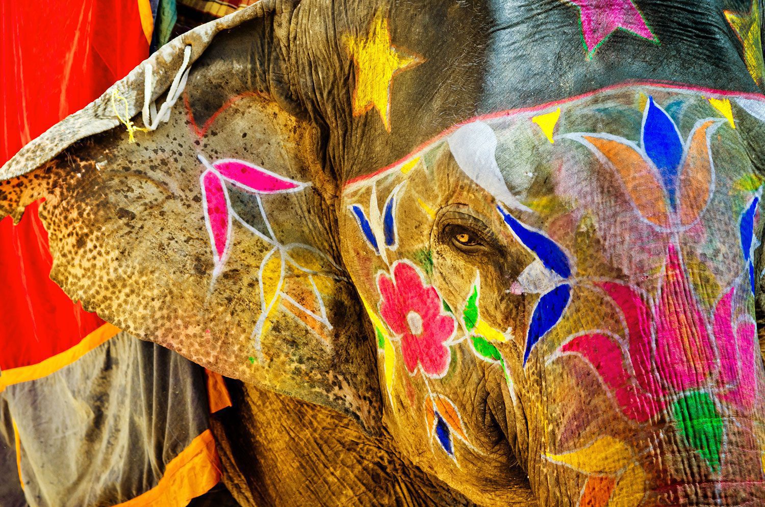 Erleben Sie auf einer Indien Rundreise die Farbenpracht Indiens - ein Elefant in Jaipur