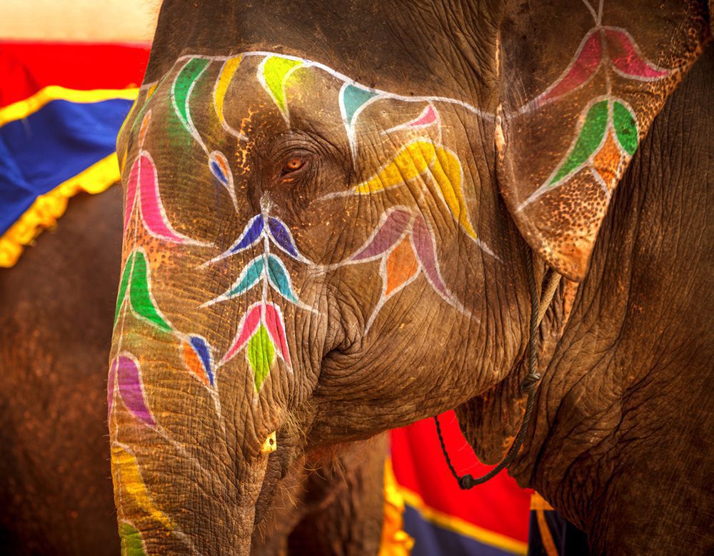 Ein traditionell geschmückter Elefant im Amber Fort, Jaipur