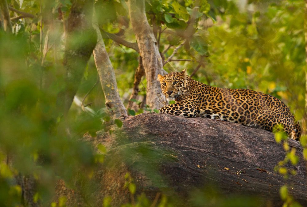 Indien Naturreise: ein Leopard im Pench-Nationalpark