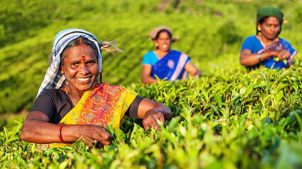 Teepflückerinnen auf eine Plantage in Munnar, Kerala (Südindien)