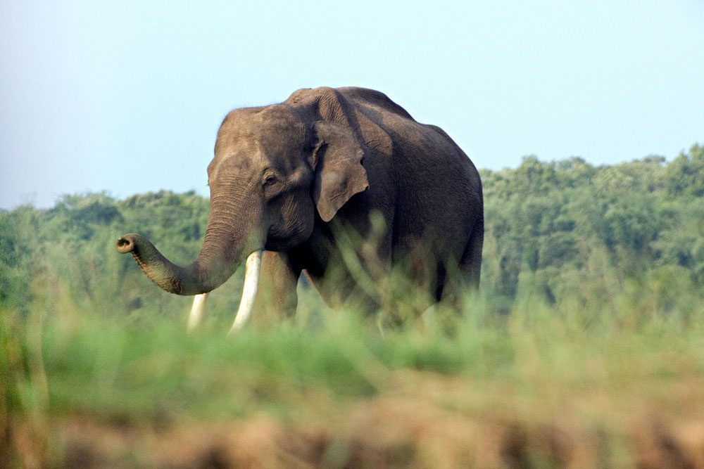 Ein Elefant im Nagarhole-Nationalpark - Karnataka Reise