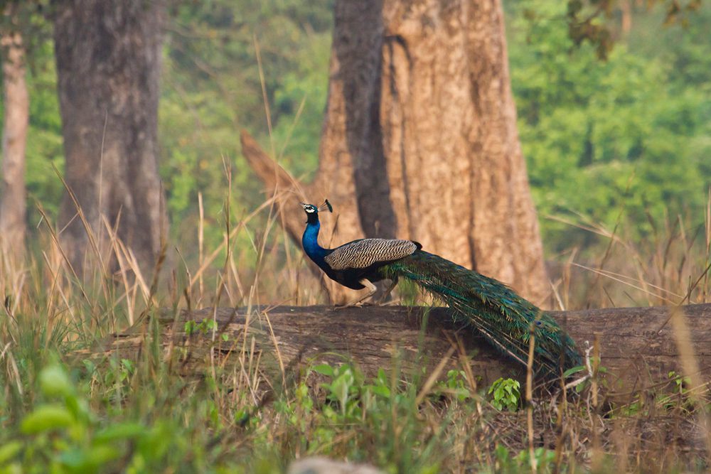 Ein Blauer Pfau im indischen Dschungel
