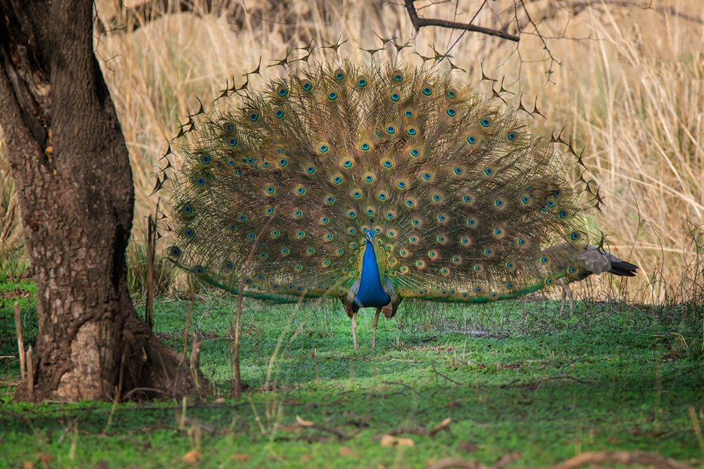 Ranthambore ist ebenso ein wahres Paradies für Ornithologen - ein Blauer Pfau