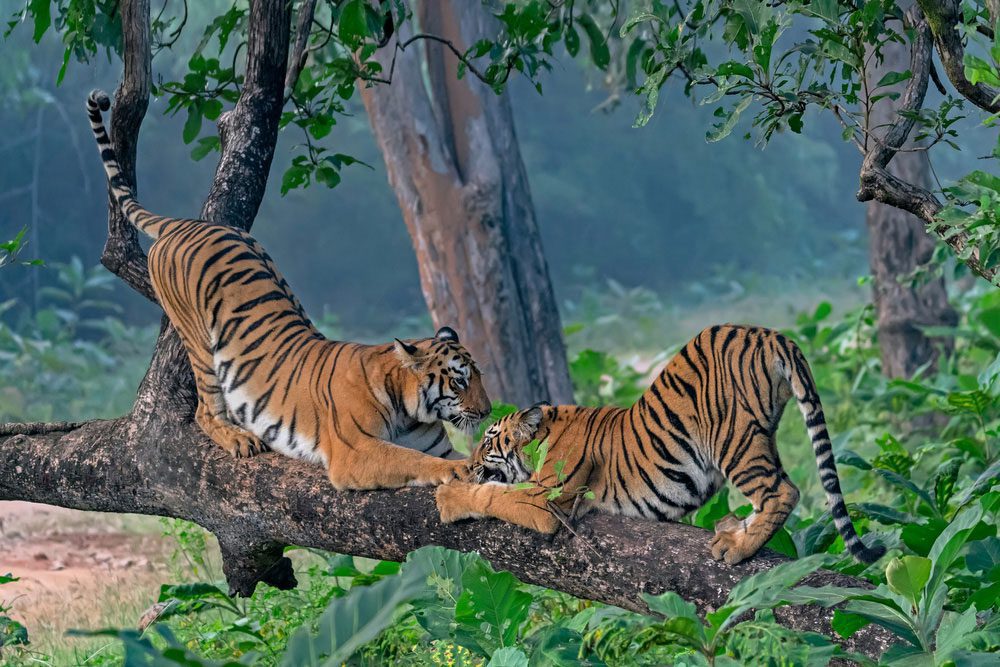 Zwei Bengaltiger spielen miteinander an einem frühen Morgen im Tadoba-Nationalpark - Tigersafari Indien