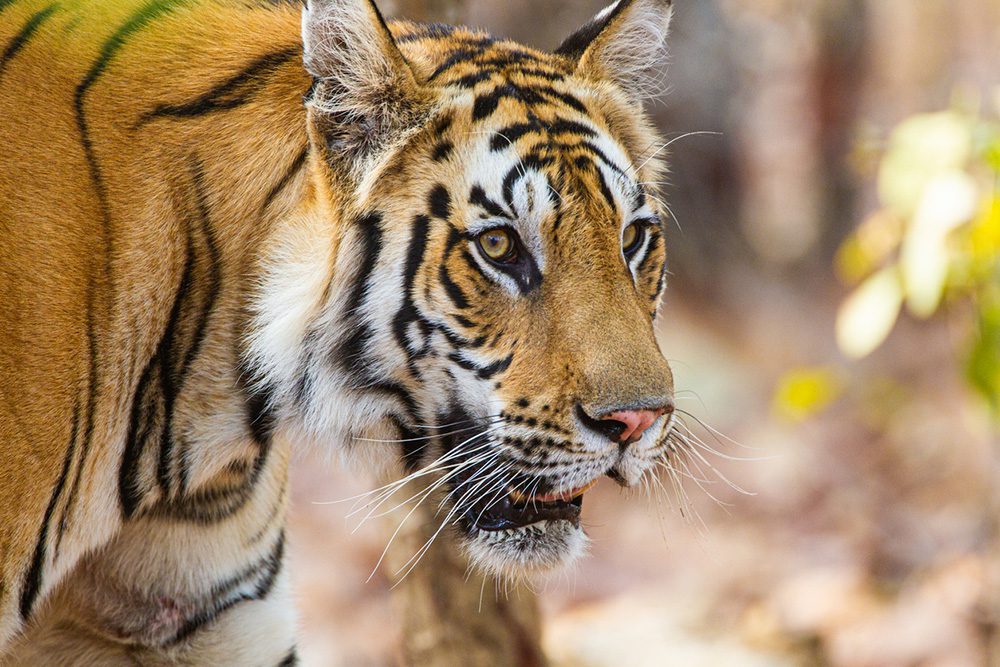 Ein Bengalischer Tiger im Bandhavgarh-Nationalpark, Indien