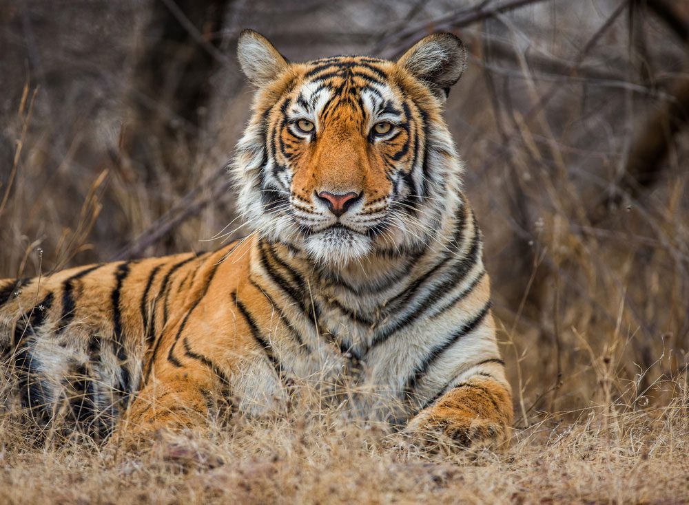 Ein Bengalischer Tiger im verzaubernden Nationalpark von Ranthambore