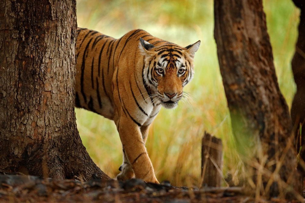 Ein Tiger im wunderschönen Ranthambore-Nationalpark